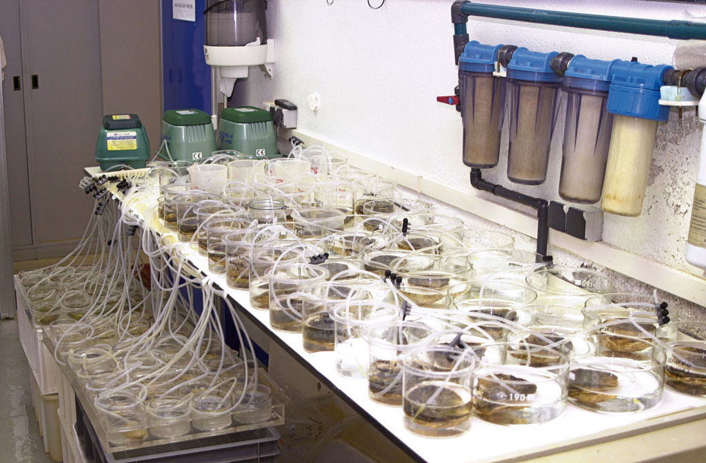 El proyecto Oysterecover hace p�blico su informe sobre los avances en la producci�n de semilla de ostra plana