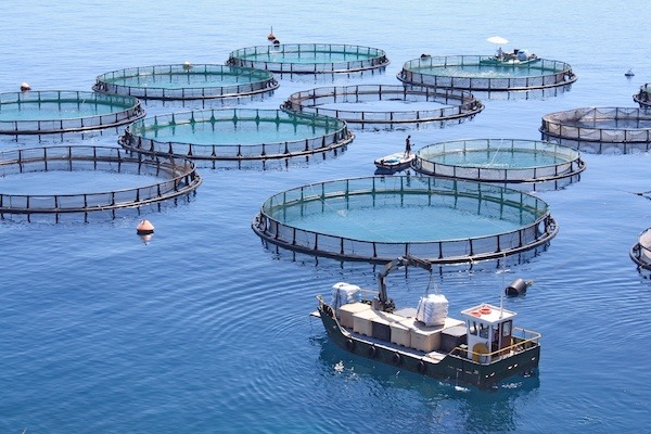 La acuicultura crece rápidamente como una solución al problema alimenticio mundial