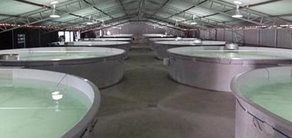 Impulsa SAGARPA fomento a la acuacultura en M�xico