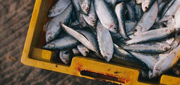 La CONAPESCA refrend� su compromiso de continuar fortaleciendo el manejo de la pesca del camar�n con acciones de ordenamiento.