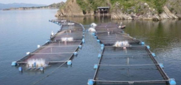 Los retos de la acuacultura en M�xico